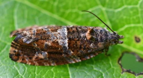 Eudemis profundana